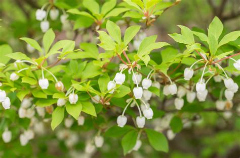 銅樹開花|ドウダンツツジの育て方｜植え替えや肥料の時期は？ 